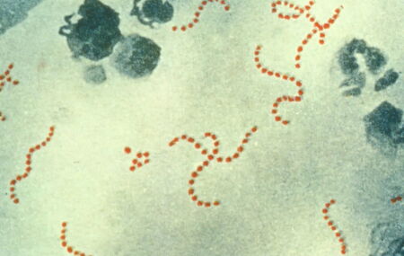Bact&eacute;ria Streptococcus Pyogenes. 