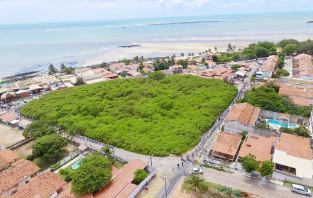 O maior cajueiro do mundo, em Pirangi, RN, cobre quase um campo de futebol. 