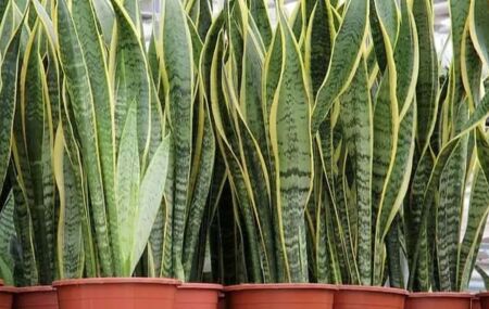 Espada de S&atilde;o Jorge.