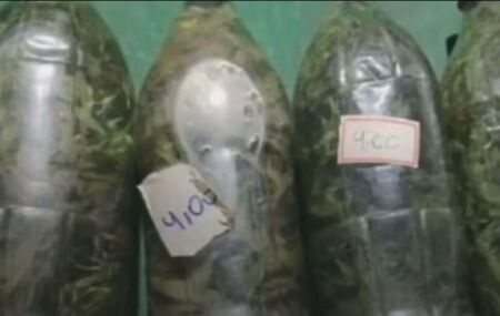 Maconha apreendida para ser usada em cahca&ccedil;a. 