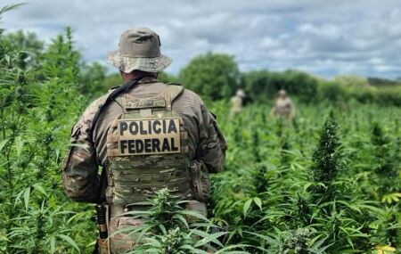 Opera&ccedil;&atilde;o da PF erradica p&eacute;s de maconha em Pernambuco.