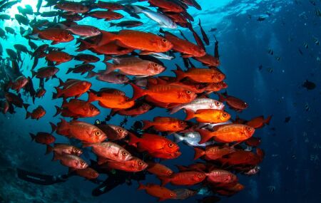 Peixes sentem sede? Entenda como diferentes esp&eacute;cies bebem &aacute;gua ou n&atilde;o. 