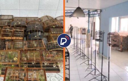 Aves apreendidas pela PMPE.