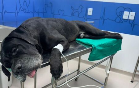 Scooby, o c&atilde;o baleado durante megaopera&ccedil;&atilde;o no Rio, espera cirurgia para retirada de proj&eacute;til