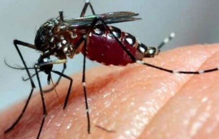 Mosquito aedes aegypti.