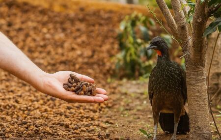 Jacu Bird: o caf&eacute; de luxo brasileiro que vem do intestino de uma ave