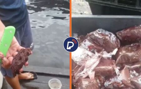 A&ccedil;a&iacute; adulterado com papel higi&ecirc;nico