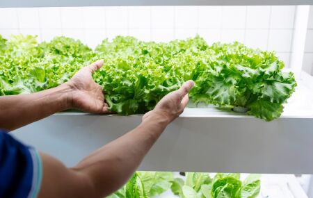 M&eacute;todo correto para conservar alface fresca por at&eacute; 14 dias na geladeira. 