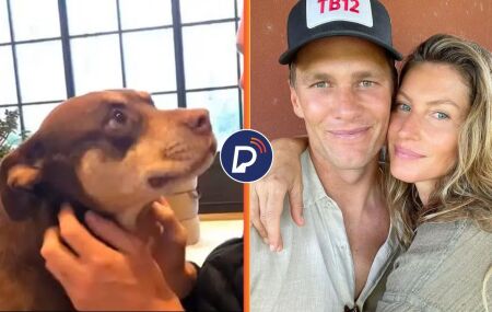Tom Brady revela que clonou cachorra adotada com Gisele B&uuml;ndchen, morta h&aacute; dois anos