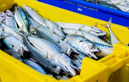 Cavalinha deixa o r&oacute;tulo de "peixe de pobre" e se consolida como fonte de &ocirc;mega-3. 