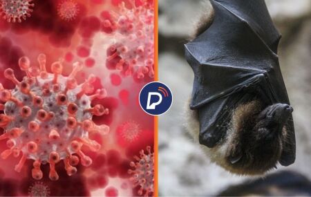 Coronav&iacute;rus e Morcego. 