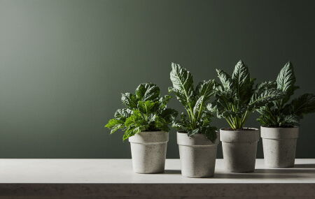 Saiba como plantar couve em vasos e garantir folhas frescas em casa. 