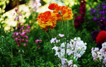 Saiba como criar um jardim que atrai abelhas e borboletas com flores certas. 