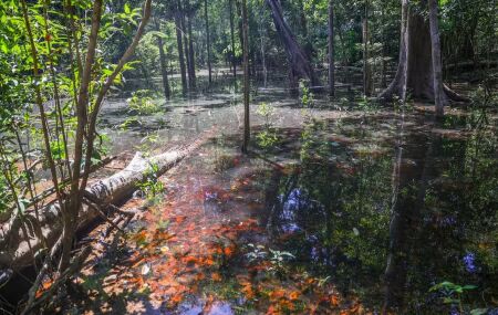 Cientistas confirmam pegadas de dinossauros na Amaz&ocirc;nia com mais de 103 milh&otilde;es de anos. 