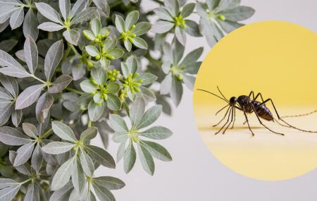 Essa erva poderosa combina prote&ccedil;&atilde;o espiritual com efeito repelente contra mosquitos. 