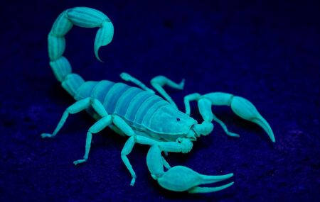 Escorpi&atilde;o localizado atrav&eacute;s da luz ultravioleta.