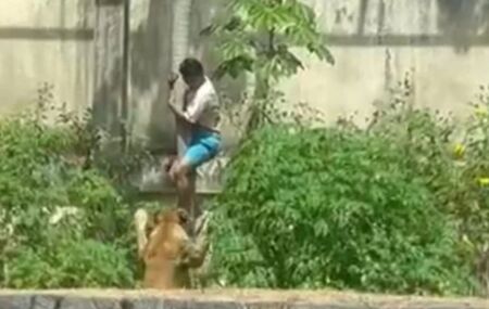 Homem morre ap&oacute;s invadir jaula de leoa.