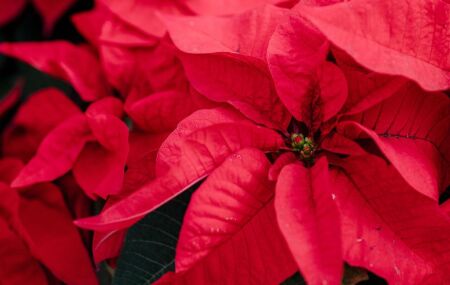 Poins&eacute;tia com suas folhas vermelhas vibrantes, conhecida tamb&eacute;m como estrela-do-natal, s&iacute;mbolo das festas de fim de ano.