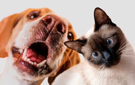 Odor persistente na boca de c&atilde;es ou gatos pode indicar problemas de sa&uacute;de s&eacute;rios.