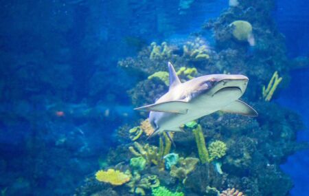 O aqu&aacute;rio de S&atilde;o Paulo possui ambientes tem&aacute;ticos que comp&otilde;em uma experi&ecirc;ncia imersiva.