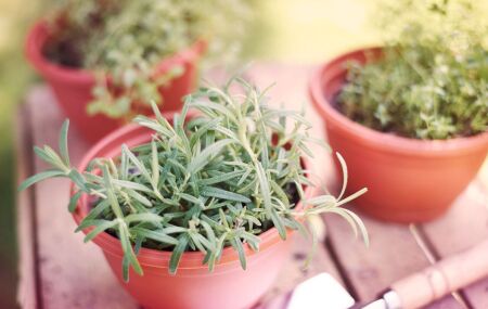 Vasos com plantas arom&aacute;ticas ajudam a perfumar a casa e afastar mosquitos.