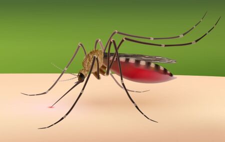 Mosquito do g&ecirc;nero Culex, vetor respons&aacute;vel pela transmiss&atilde;o do v&iacute;rus Usutu.