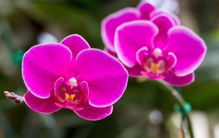 Descubra por que sua orqu&iacute;dea n&atilde;o gosta de terra comum. 