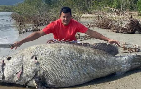 Mero gigante, peixe amea&ccedil;ado de extin&ccedil;&atilde;o, &eacute; encontrado morto no litoral paulista. 