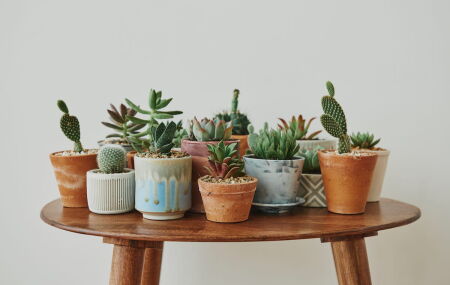 Qual planta vibra com seu signo?