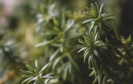 Saiba como plantar e cuidar do alecrim em casa com dicas de solo, rega, poda e ilumina&ccedil;&atilde;o. 