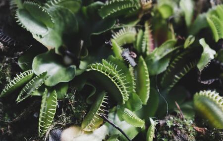 Saiba como plantar e cuidar de plantas carn&iacute;voras em casa da forma correta. 