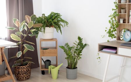 Descubra as melhores op&ccedil;&otilde;es de plantas resistentes e f&aacute;ceis de cuidar. 