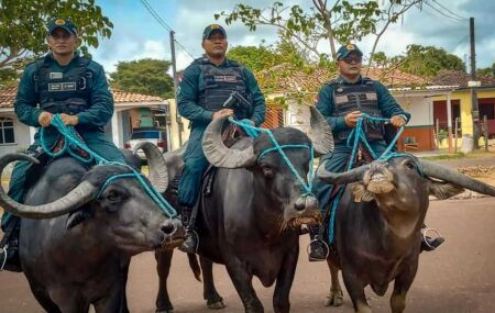Policiais realizam rondas em b&uacute;falos.