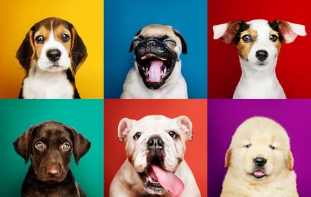 Saiba quais s&atilde;o as ra&ccedil;as de cachorro mais afetuosas e perfeitas para fam&iacute;lias. 