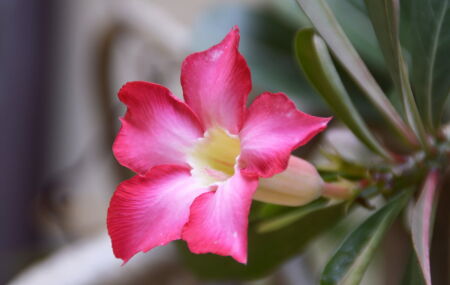 Descubra como podar a rosa do deserto corretamente para obter flores incr&iacute;veis. 