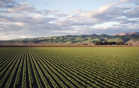 Extensas &aacute;reas de soja coloram o campo brasileiro e impulsionam a economia nacional.