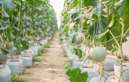 Saiba como obter solo ideal para mel&atilde;o forte e saboroso. 
