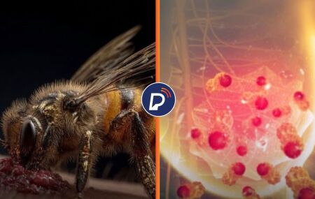 Veneno de abelha elimina c&eacute;lulas agressivas de c&acirc;ncer