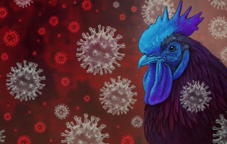  Gripe avi&aacute;ria voltou ao centro das preocupa&ccedil;&otilde;es globais