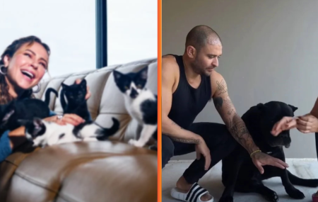 Quem vai ficar com a guarda? Paolla Oliveira e Diogo Nogueira adotaram quase 20 pets juntos 