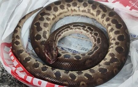 O jogo virou: b&ecirc;bado, homem mata sucuri com mordida ap&oacute;s ser atacado pela cobra 