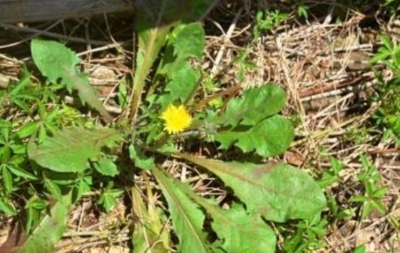 Dente de le&atilde;o (Taraxacum officinale)