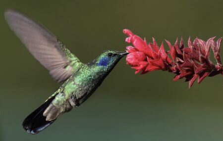 Colibri chega a pesar menos que uma pequena moeda.