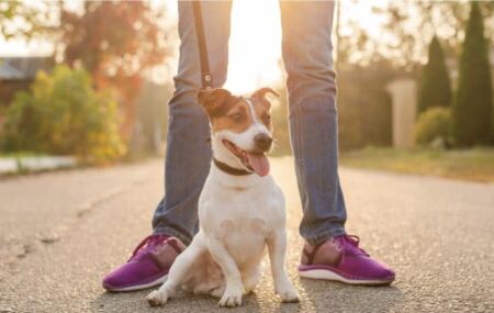 Entenda alguns h&aacute;bitos do melhor amigo do homem.