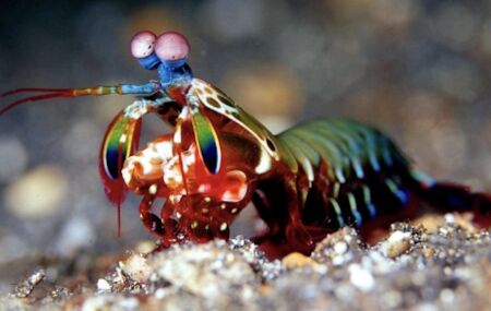 Camar&atilde;o Mantis, ou Louva-a-Deus. 