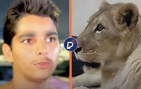 Jovem foi morto por uma leoa ap&oacute;s invadir jaula.