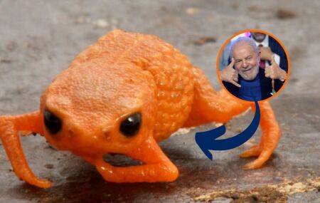 Sapo Lula? Nova esp&eacute;cie brasileira ganha nome em homenagem ao presidente