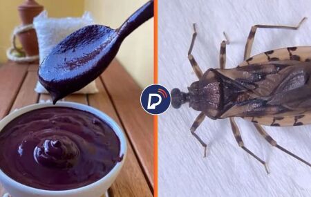 Jovem morre ap&oacute;s consumir a&ccedil;a&iacute; contaminado com fezes do inseto transmissor da doen&ccedil;a de Chagas.
