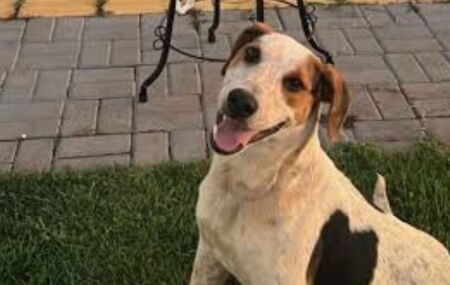 C&atilde;o comunit&aacute;rio conhecido como 'Abacate' &eacute; baleado e morre no Paran&aacute; 