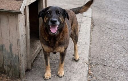Caso c&atilde;o Orelha.